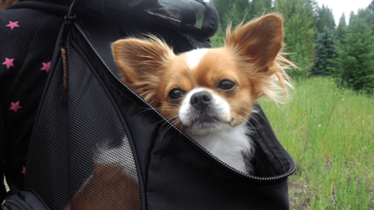 Outward hound hot sale backpack carrier