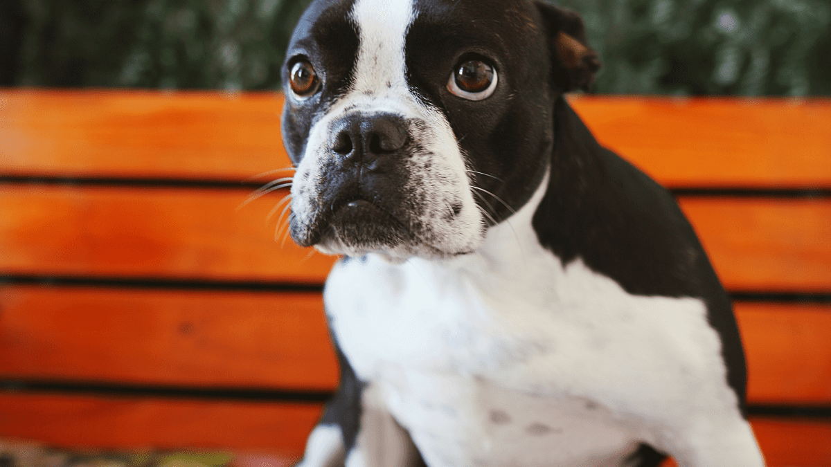 Best dog food for boston terriers with hotsell sensitive stomachs