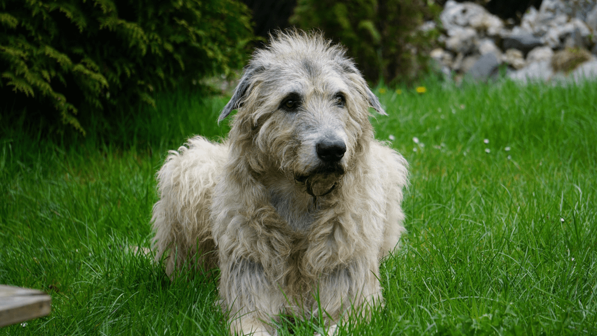 Husky irish 2024 wolfhound mix