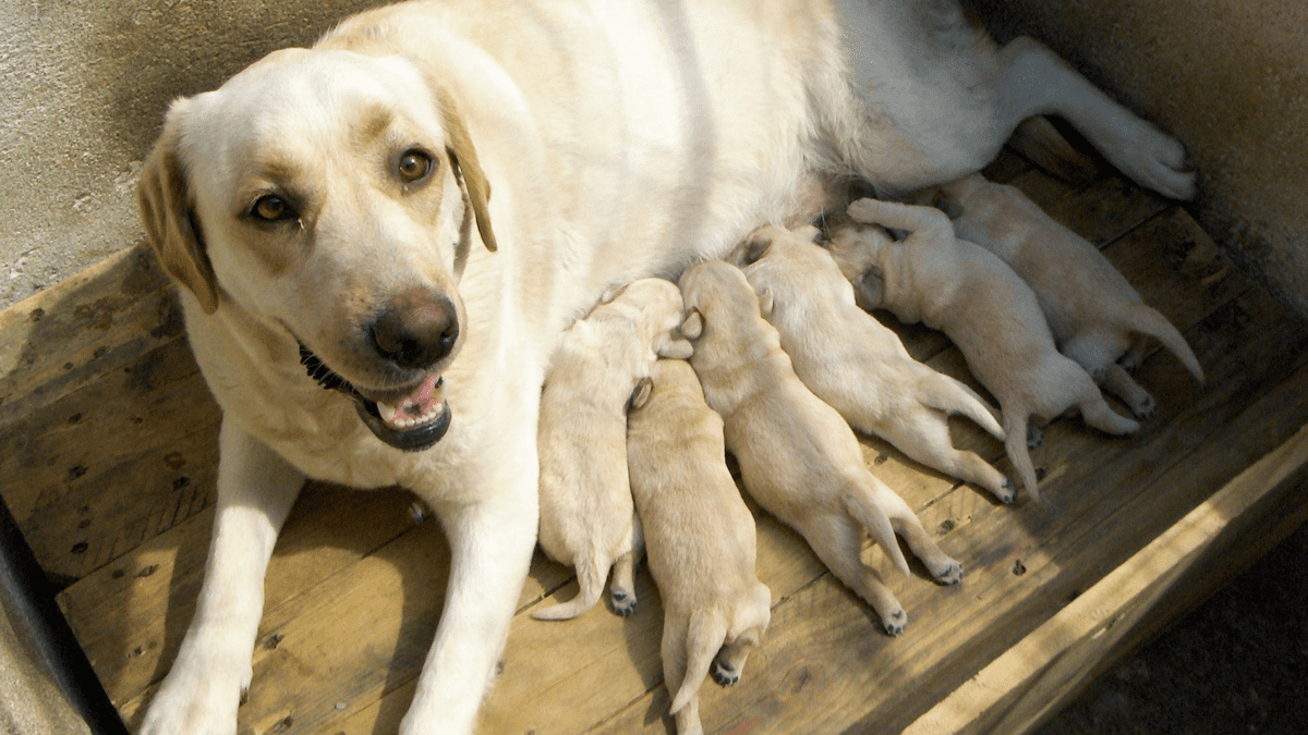 When do female labradors go store into heat