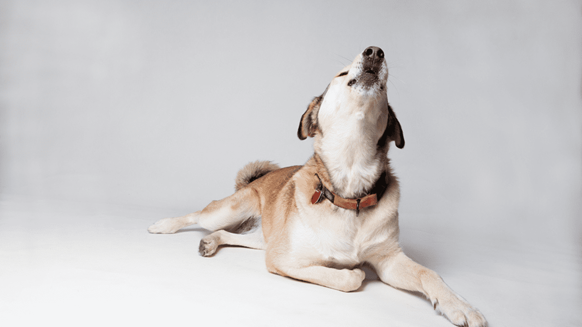 Dog breeds that store howl like wolves