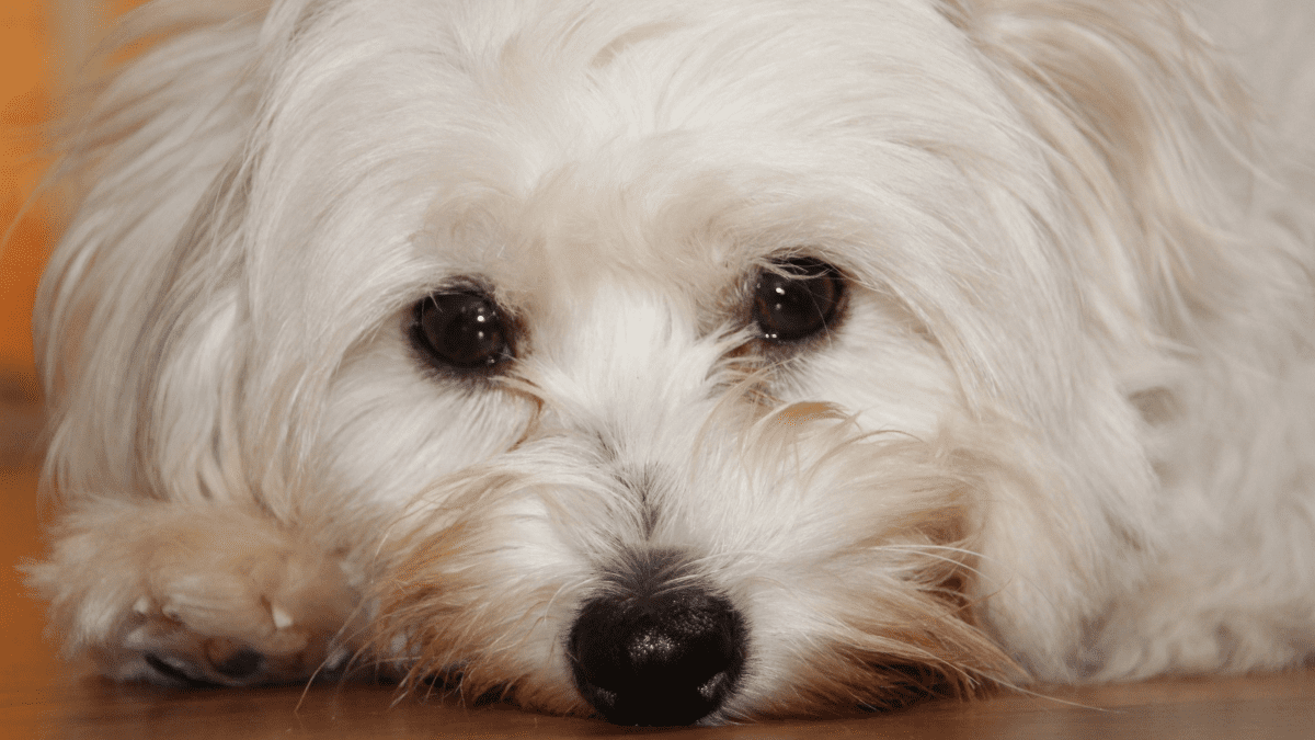 Best food for coton hotsell de tulear