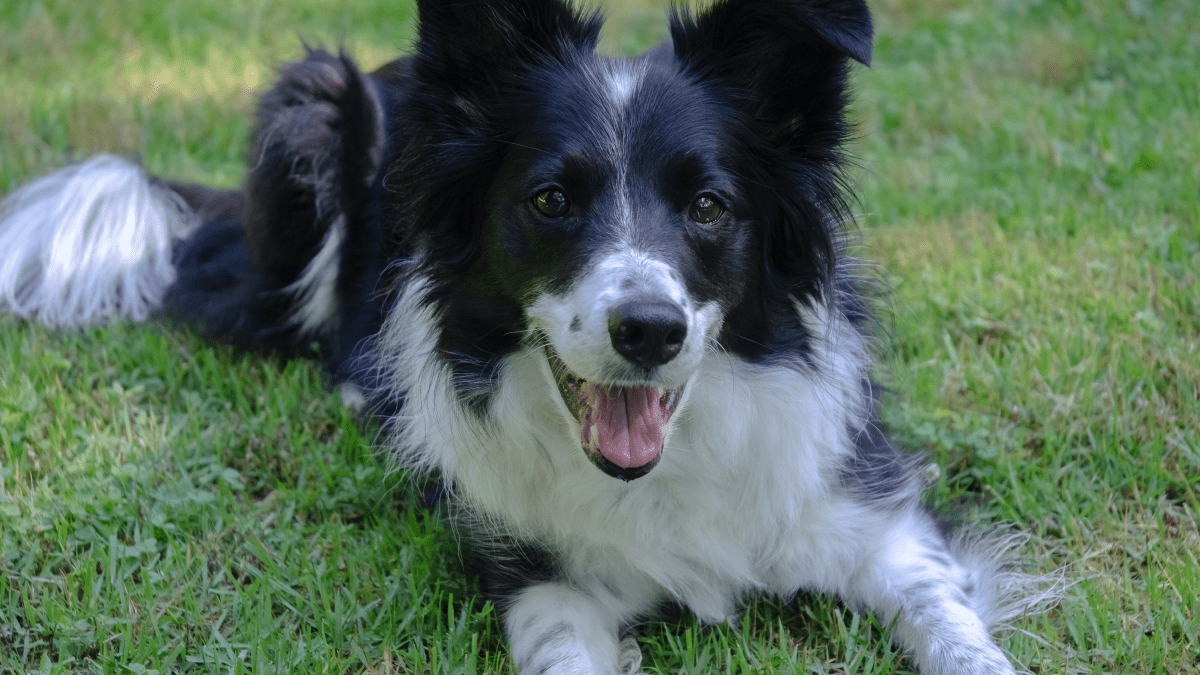 Northern lights fashion b collies