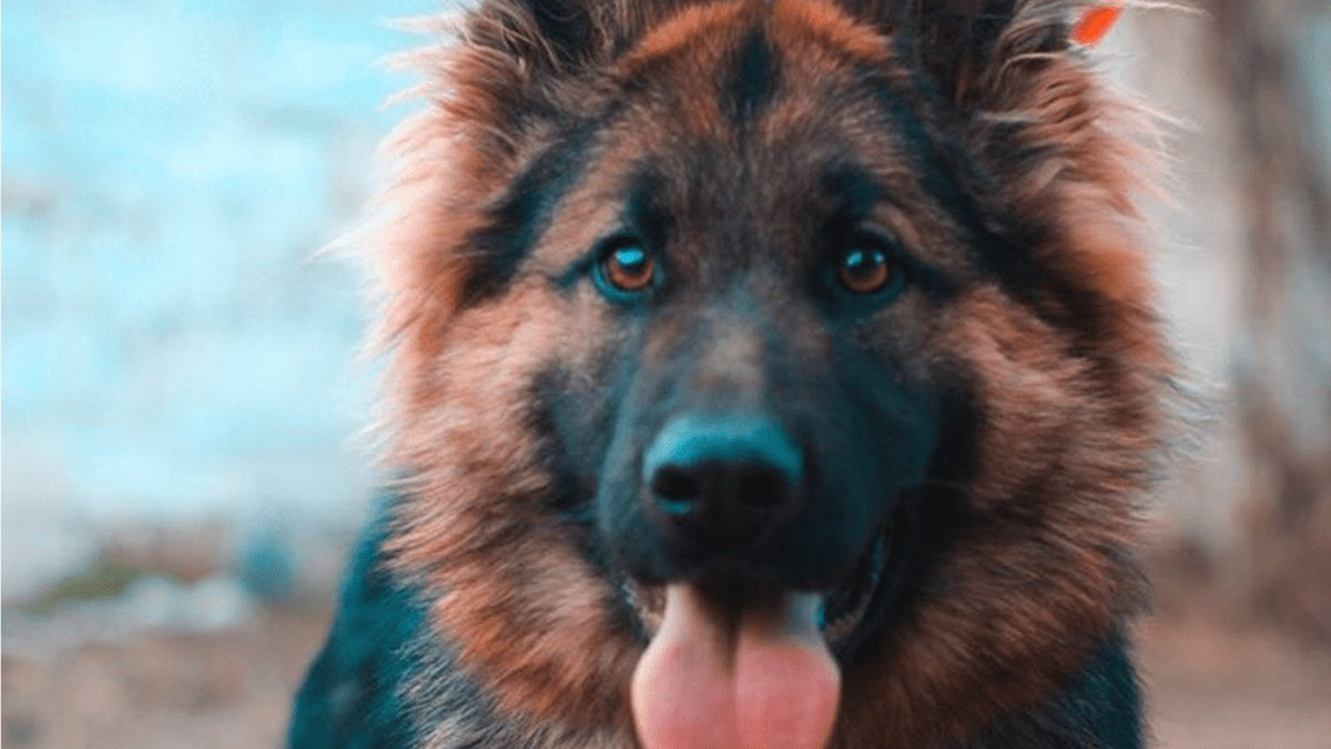 German shepherd best sale names male indian