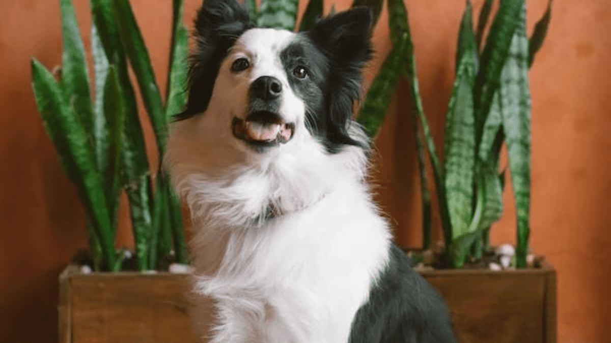 A border best sale collie dog