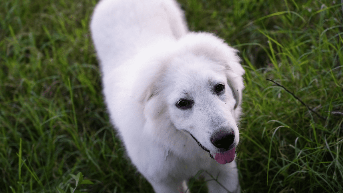 Shock collar great discount pyrenees