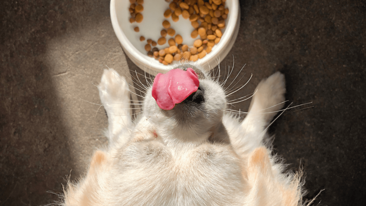 Can Dogs Eat Cat Food The Possible Side Effects and Risks