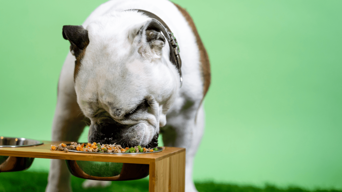 Homemade dog food outlet for gastritis