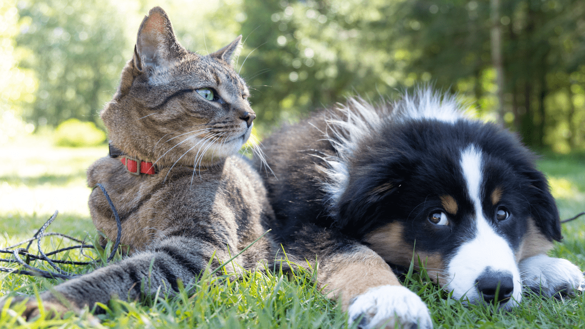 Cheapest Alternatives to Frontline Flea Medication for Pets PetHelpful