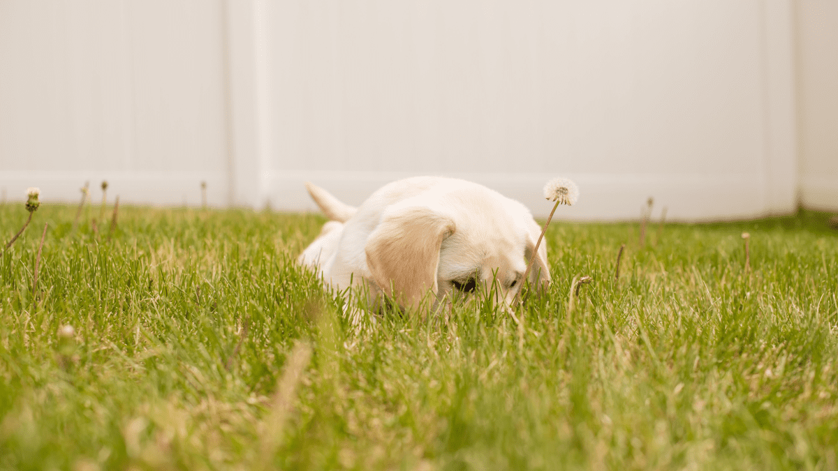 Parvo over shop the counter medicine