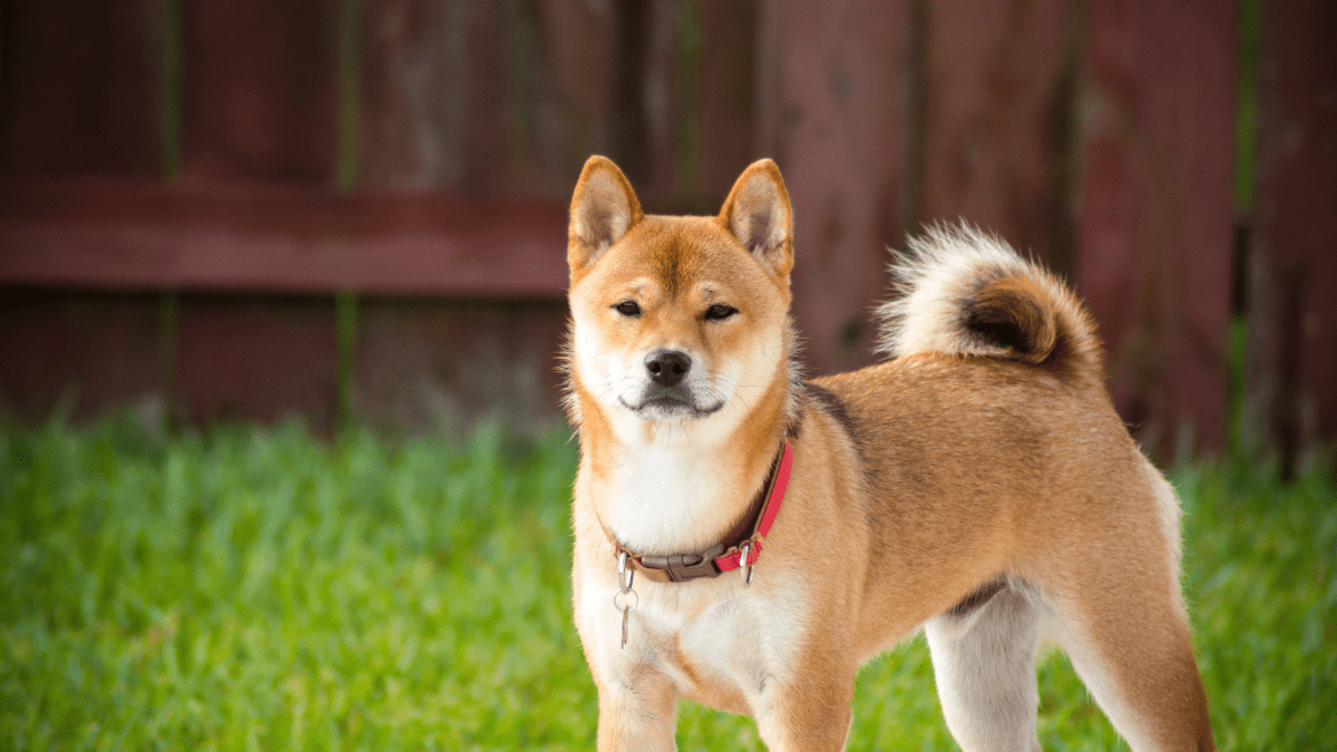 Easiest to sale train dog breeds