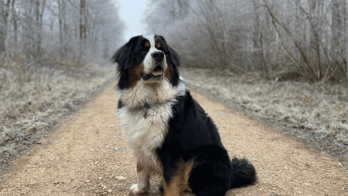 Bernese mountain dog mixed with hot sale great pyrenees