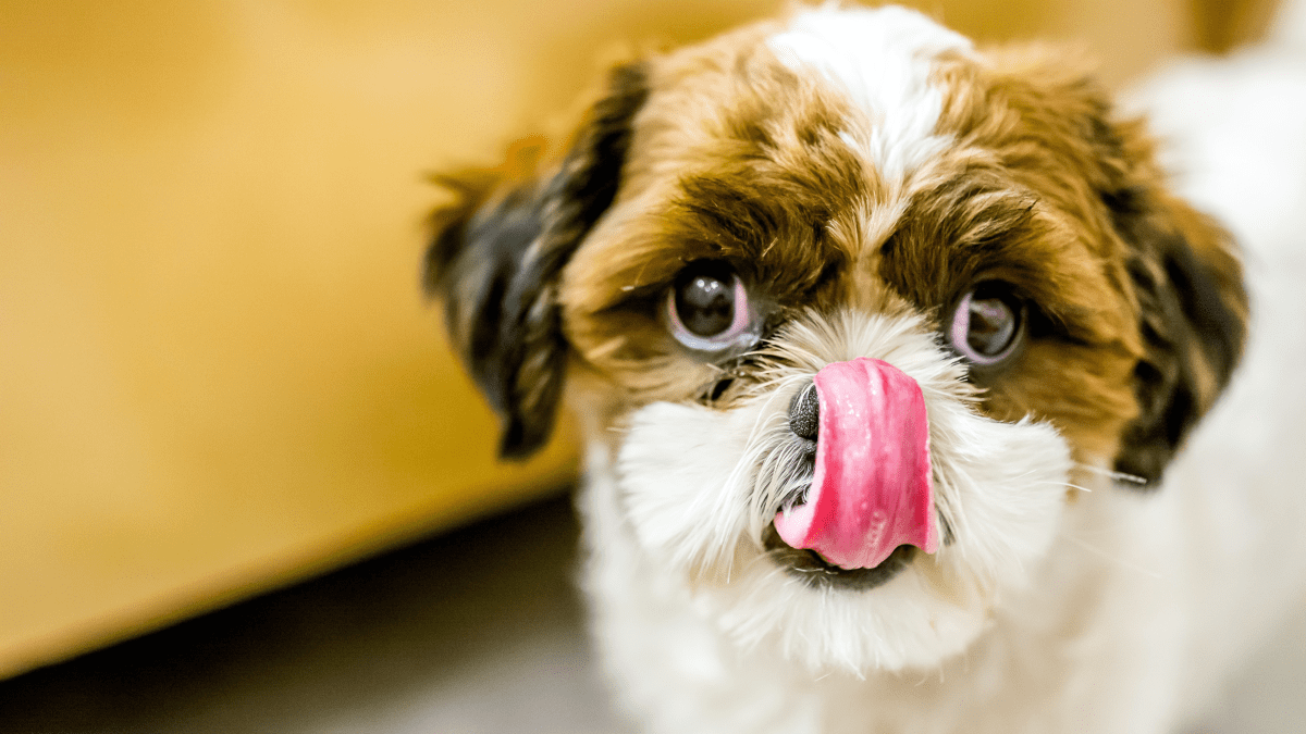 Dog ate one outlet chocolate chip cookie