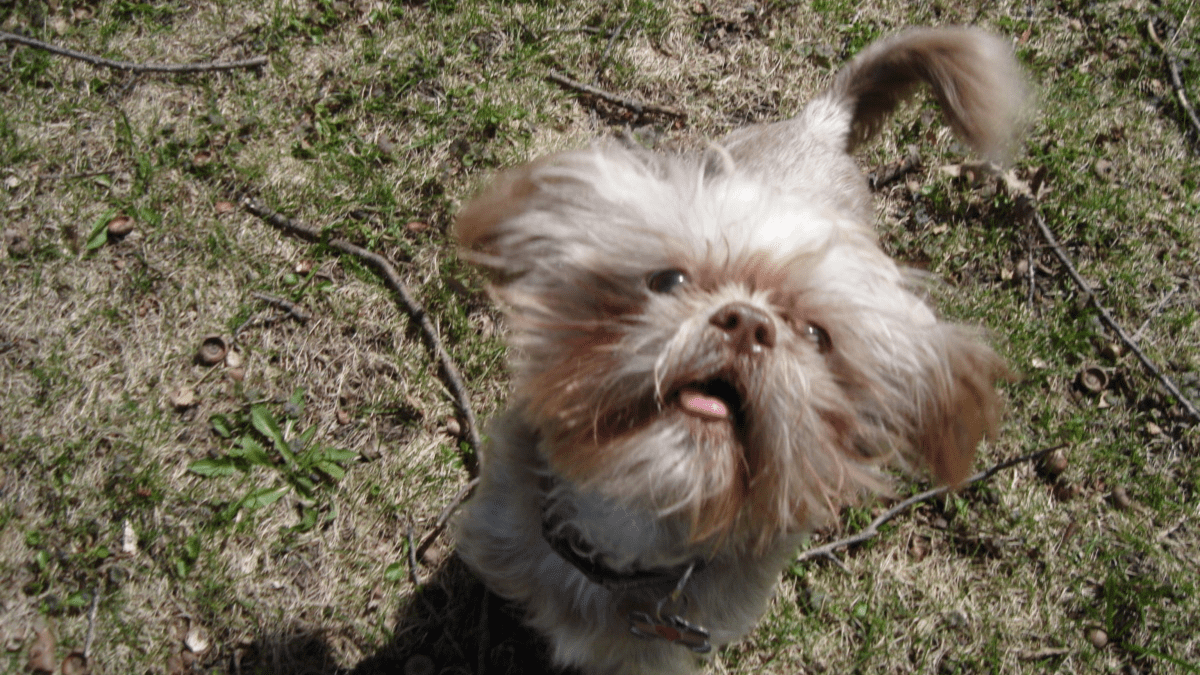 Teddy bear hotsell puppy breed