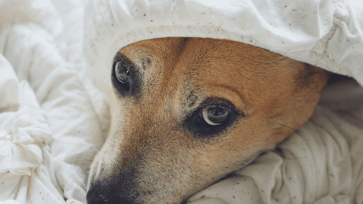 What Should I Do About My Dog's Fire Ant Bites? - PetHelpful