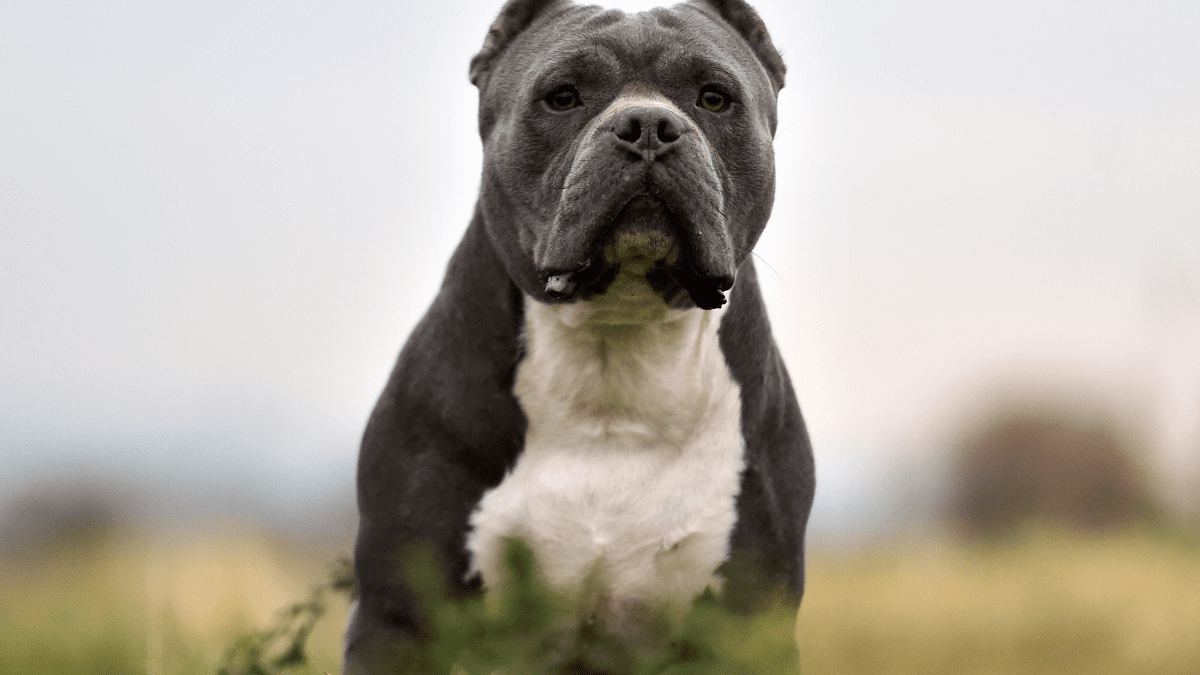 Brahma best sale bully dog