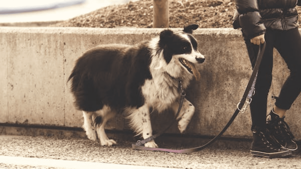 Training dog not clearance to pull on leash