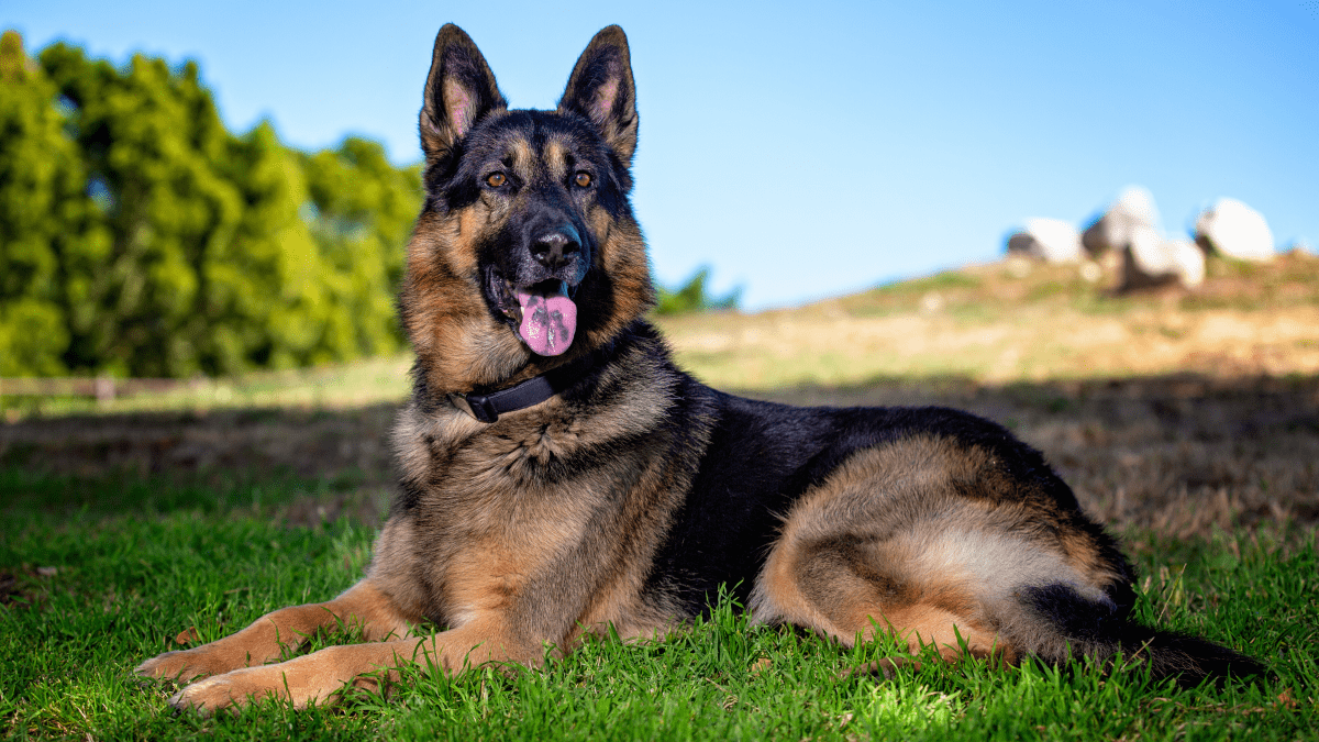 11 Dog Breeds Like the German Shepherd PetHelpful