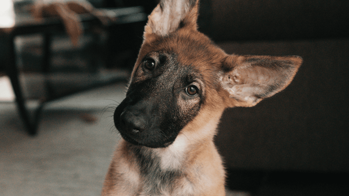 Common German Shepherd Diarrhea Issues PetHelpful