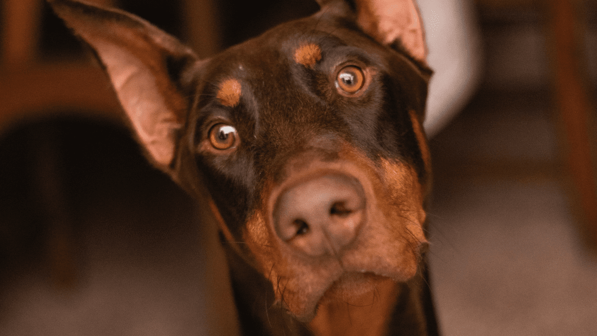 Image showcasing What Does It Mean When A Dog Stares At Wall at Humberto Watts blog