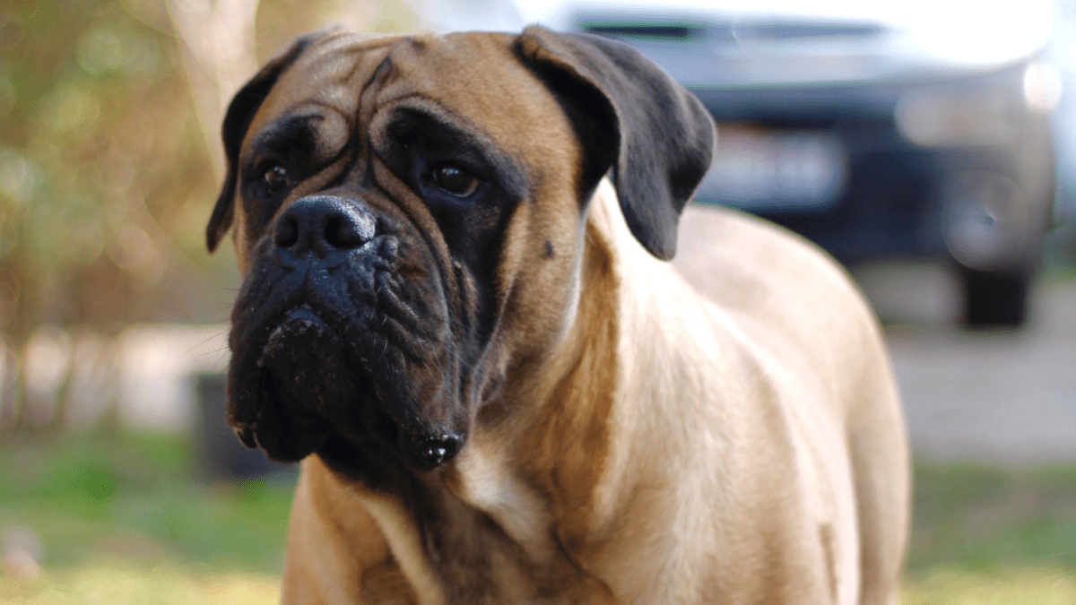 Protective large best sale dog breeds