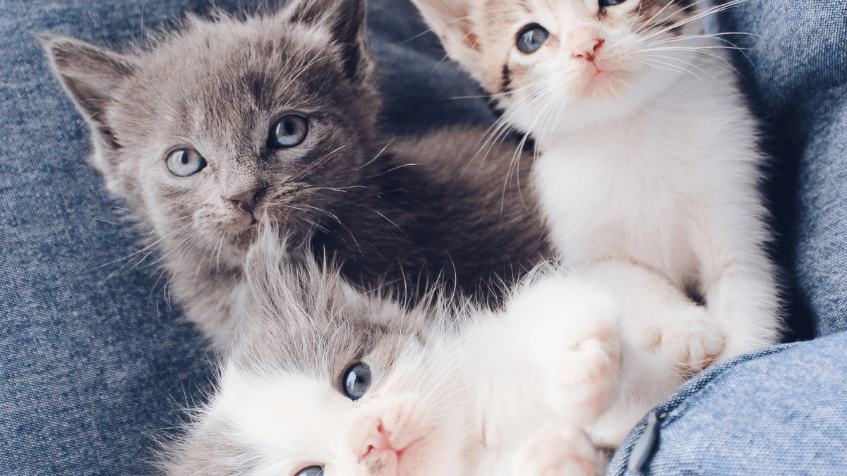 How to Clean Kitten Eyes That Are Matted Shut PetHelpful