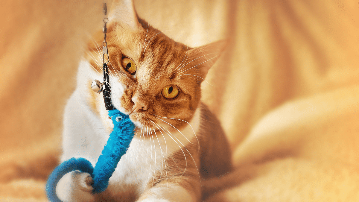 Cat toys made clearance from toilet paper tubes