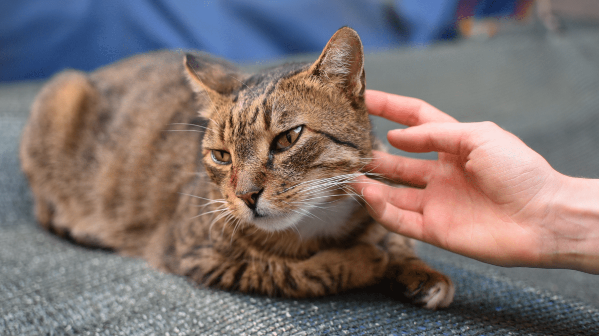 Injured discount feral cat