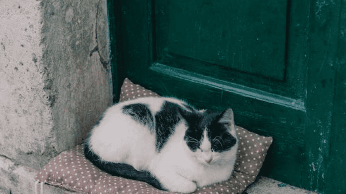 Insulated store cat flap