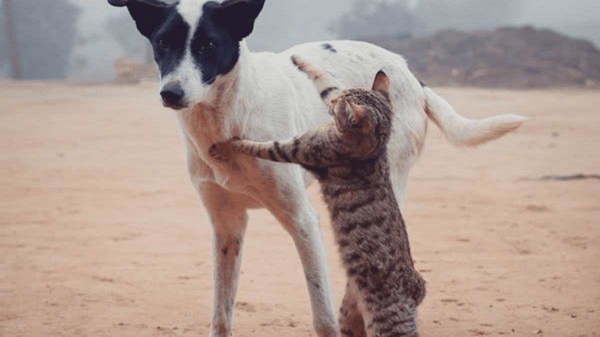 Collar to keep dog away best sale from cat