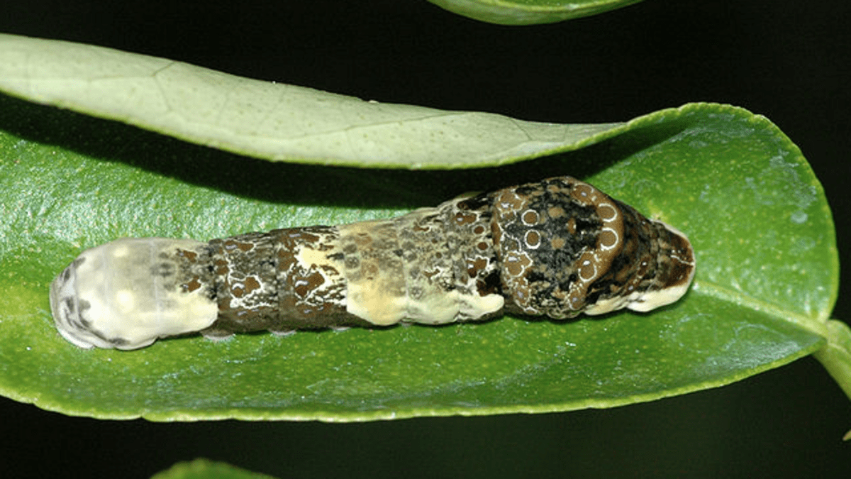 Brown Caterpillar Identification Guide With Photos Owlcation