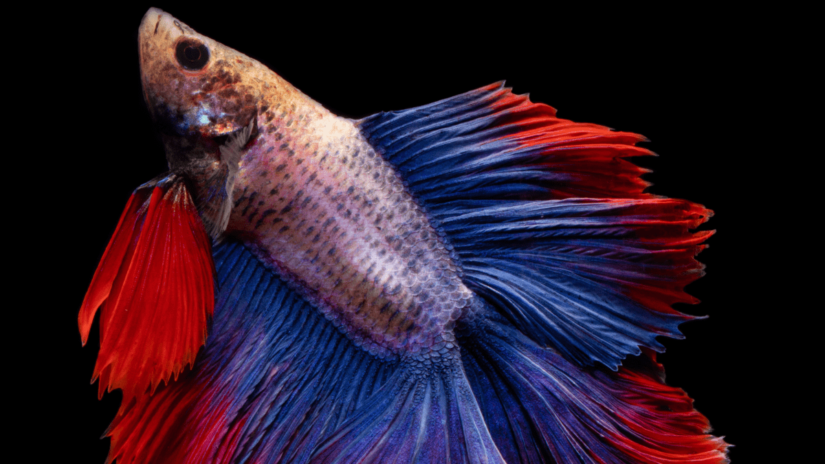 Full grown shop betta fish