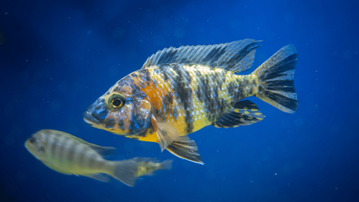 Live food sale for cichlids