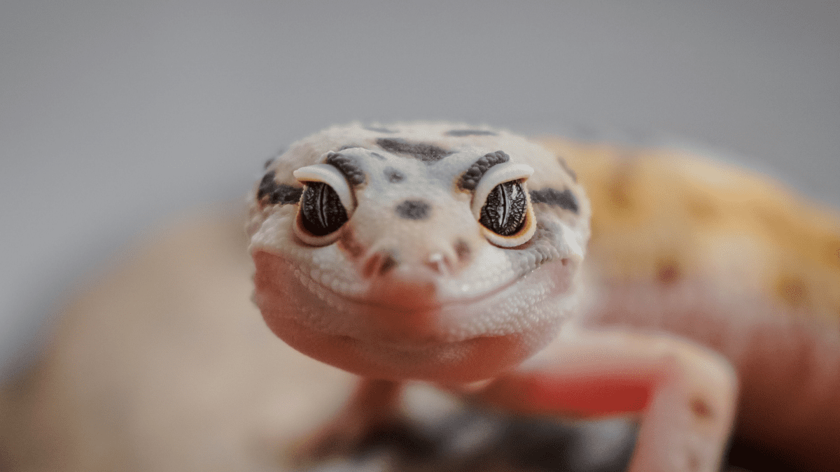 Leopard gecko litter discount box