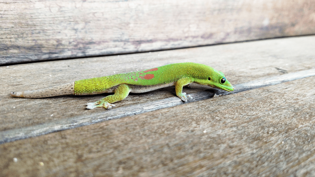 Gecko pet hot sale