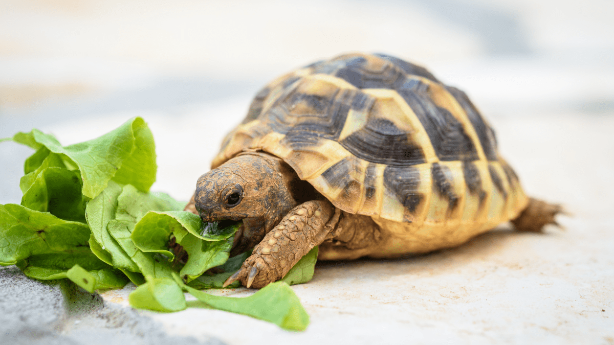 Biggest store pet turtle