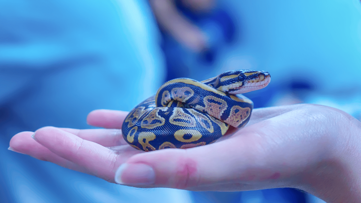 Pet Snakes That You Don t Need to Feed Rodents PetHelpful