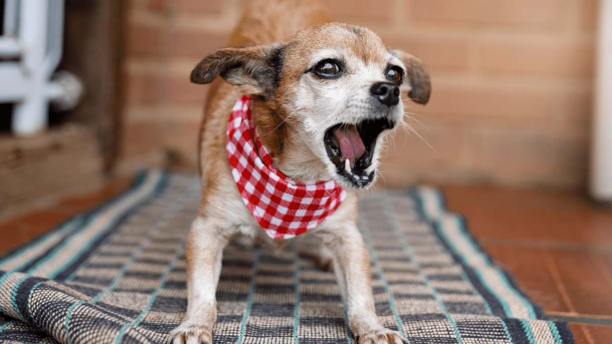 How to Stop Your Dog s Barking When Preparing Their Food PetHelpful