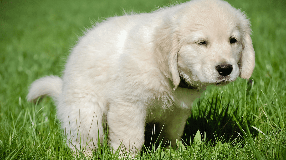 Train dog to outlet poop in one area