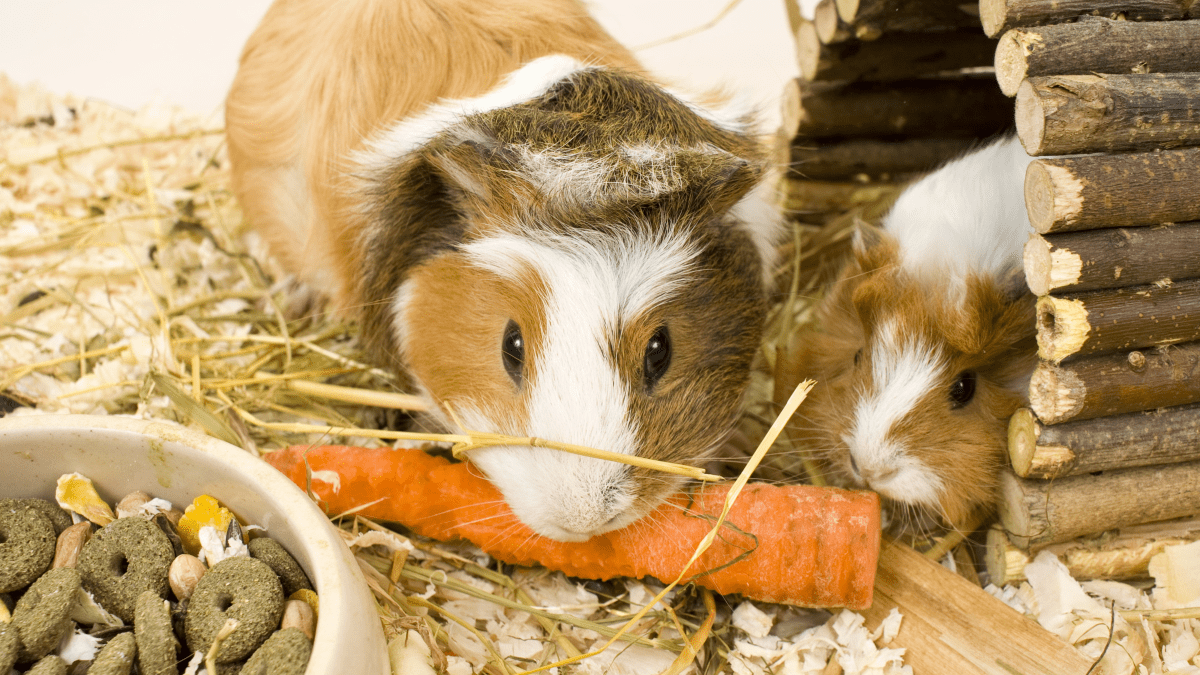 Can guinea pigs eat dry dog food hotsell