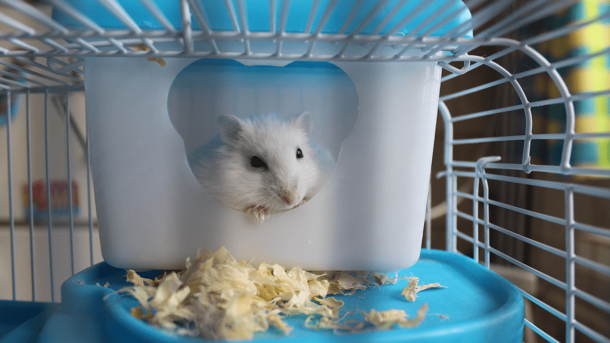 How to get a store hamster to love you