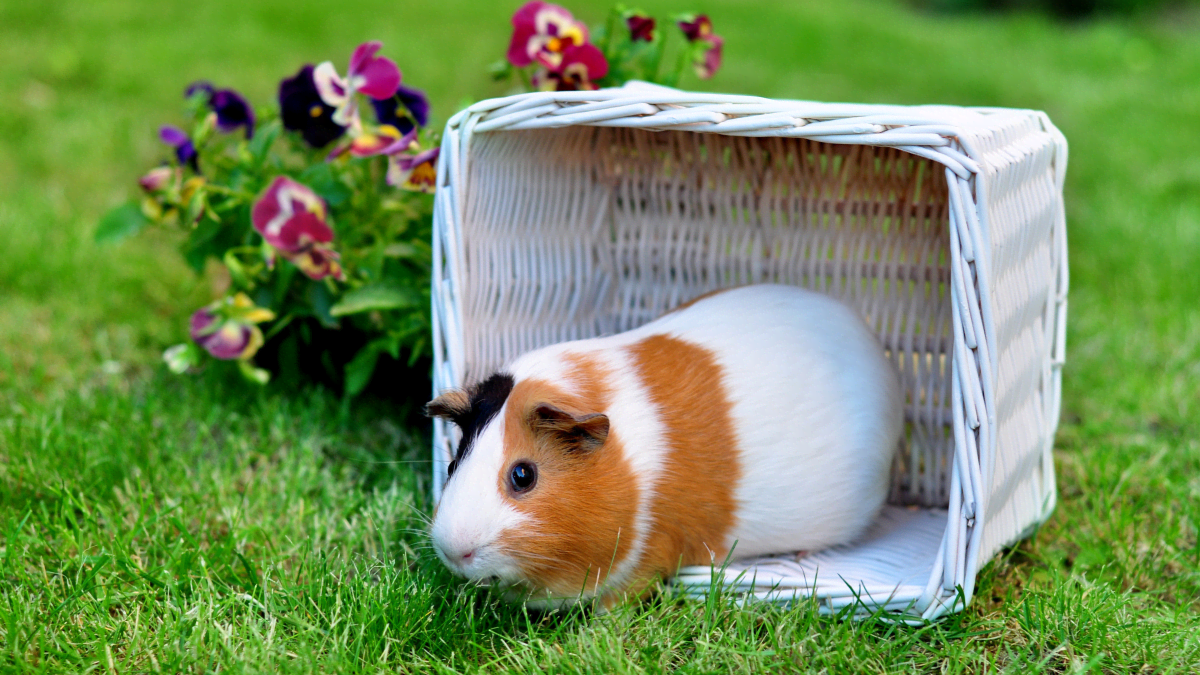 Getting my guinea fashion pig