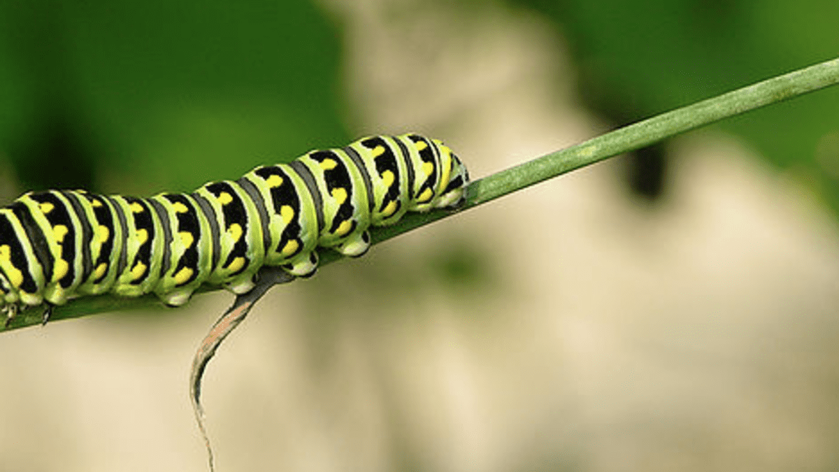 How to Raise a Caterpillar to a Butterfly or Moth Owlcation