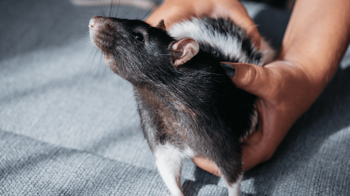 Why Rats Are the World s Smartest and Most Underrated Pets