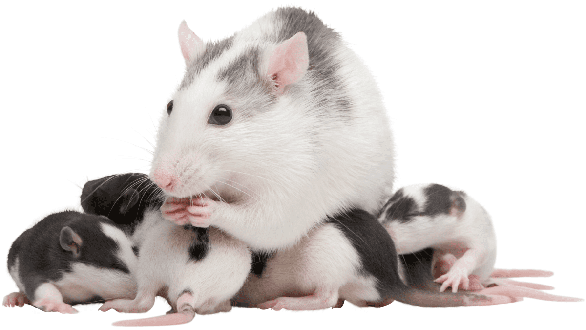 Baby deals dumbo rats