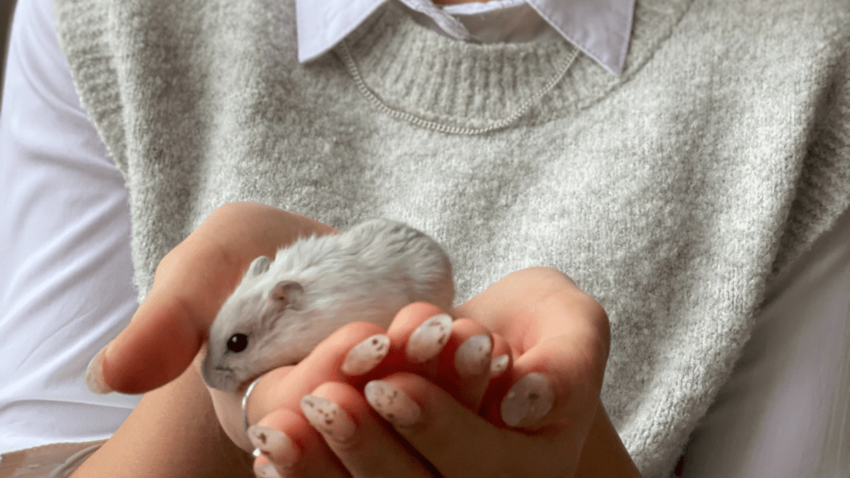 How to Care for an Injured Hamster PetHelpful