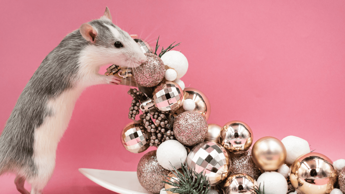 Pet rat supplies clearance online