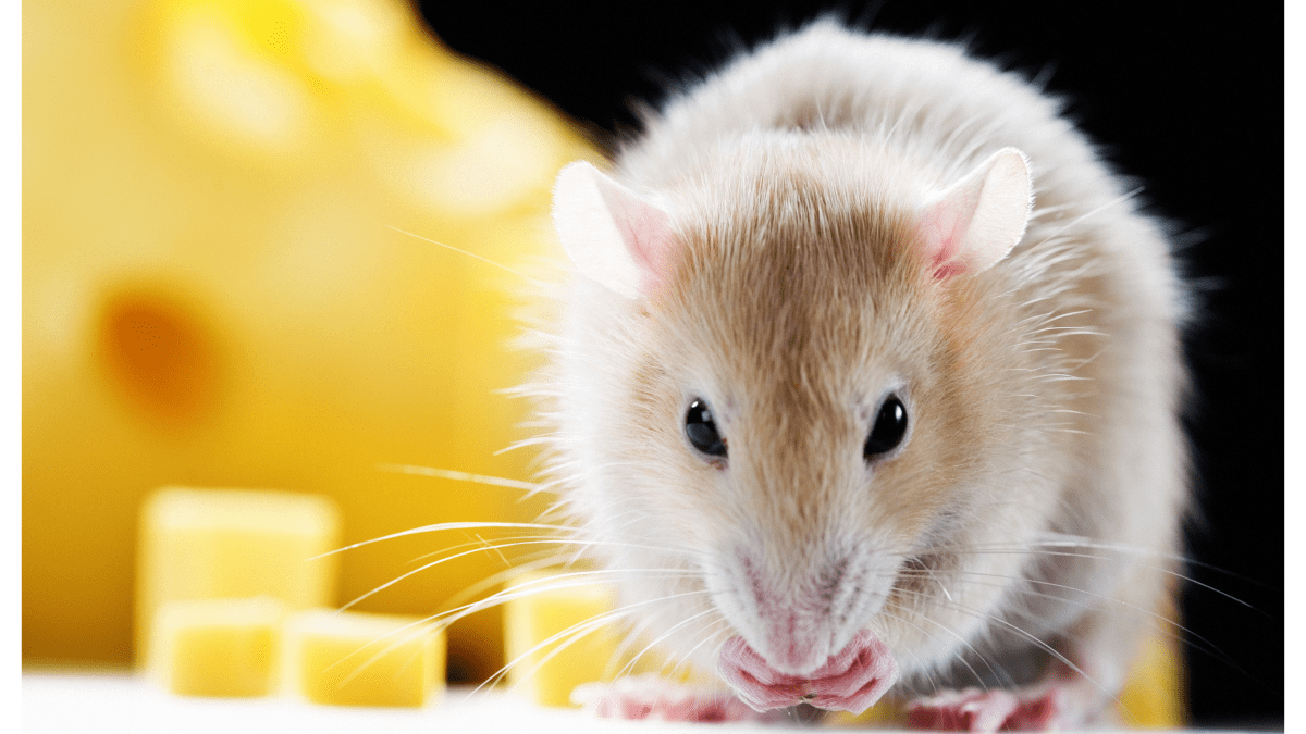 A List of Safe and Dangerous Foods for Your Pet Rat PetHelpful