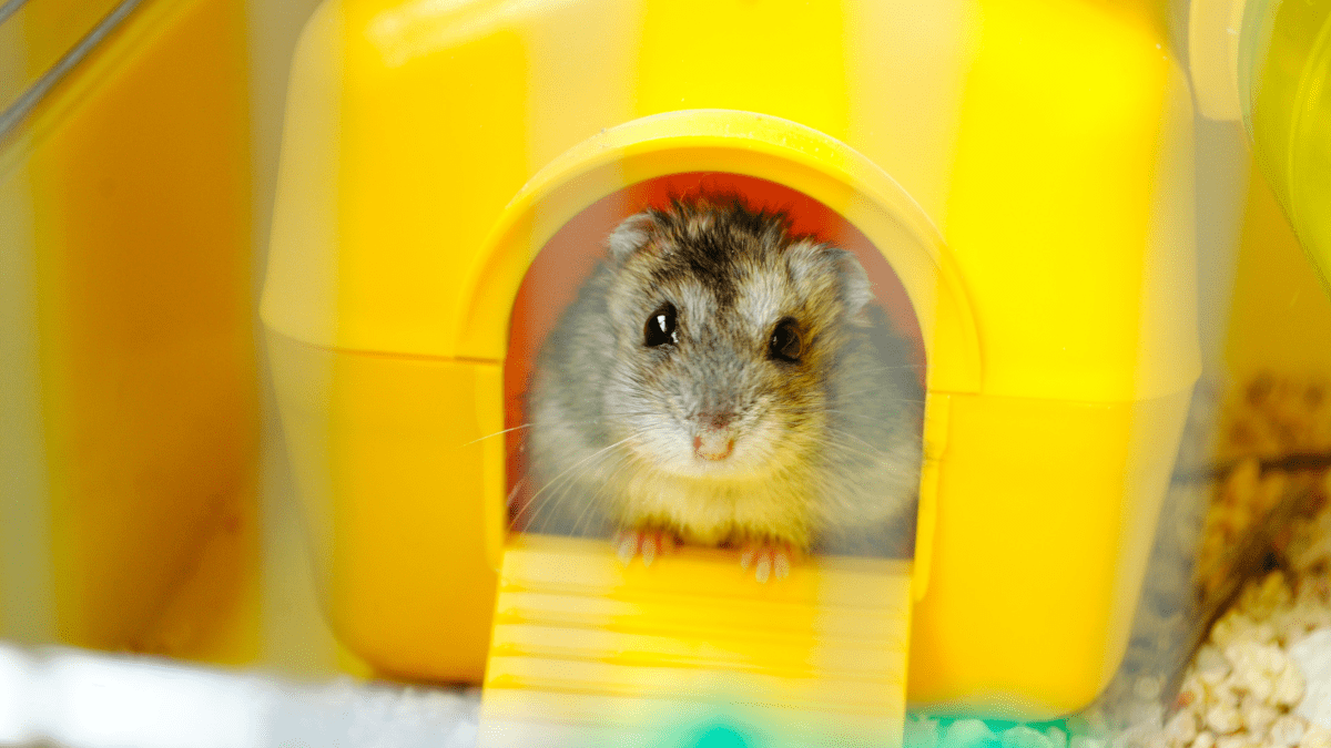 Small rodent best sale pets list