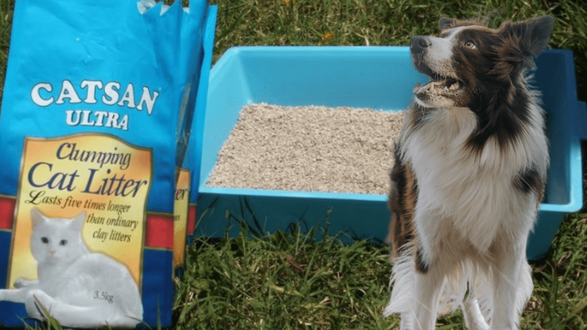 How to train your dog 2025 to use a litter box